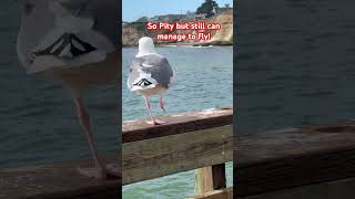 shorts Spotted one foot Seagull capitola fishing [upl. by Eelynnhoj12]