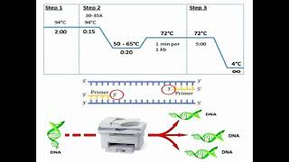 Typical PCR Programs [upl. by Lramaj]