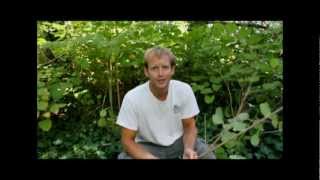 Off Grid Medicine Cabinet Food Japanese Knotweed [upl. by Cannice676]