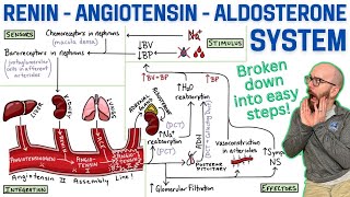 ReninAngiotensinAldosterone System RAA System  Made easy with a stepbystep explanation [upl. by Caitrin]