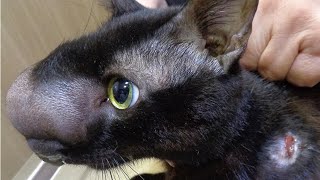 Removing An Enormous Cuterebra From Cats Nose Part 5 [upl. by Naahsar]