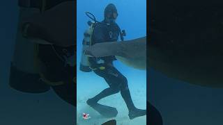 Great Hammerhead Shark and diver tight turn shark sharks nature explore adventure [upl. by Nnyleuqcaj]