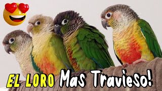 Pyrrhura Molinae ¡EL PERICO MAS DIVERTIDO Loro Cachete verde o Conure [upl. by Dragone]