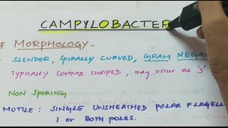 Campylobacter  Microbiology  Handwritten notes [upl. by Christel]