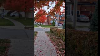 My neighborhoods pretty autumn leaves😍🍁🤎🇨🇦❤️ richmondhill toronto mapletree canada autumn [upl. by Attaymik]