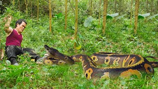 Dwarf Family  Harvesting wild taro and confronts a giant python [upl. by Sevy950]