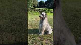 Wolfhound 💞 irishwolfhound [upl. by Latimer]