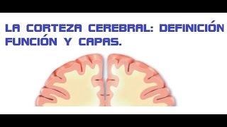 Conceptos basicos 6 la corteza cerebral [upl. by Hedley]