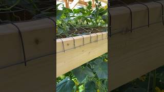 How to Pollinate your Cucumbers homesteading gardening cucumbers pollination greenhouse [upl. by Tenner748]