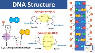 DNA Structure  Biochemistry [upl. by Stewardson]