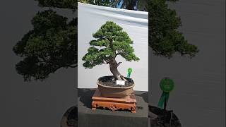 BONSAI CEMARA [upl. by Baynebridge]