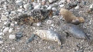 2024 Pupping Season  No seal pups  9th September [upl. by Groome]