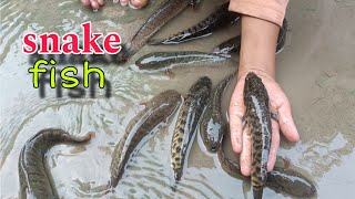 Snake fish 🐠 Girai machali fish vlogs [upl. by Poll587]