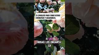 CÓMO tener ROSAS SALUDABLES y HERMOSAS 3 TIPS infalibles rosas plantasornamentales [upl. by Almire243]