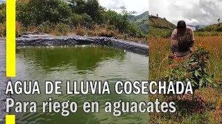 RIEGO DE AGUACATES  RESERVORIO LLENO CON AGUA DE LLUVIA [upl. by Leumek]