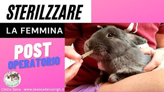 La sterilizzazione della FEMMINA e il post operatorio coniglio sterilizzazione [upl. by Auburn517]