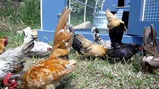 La petite troupe de Serama Chicken Tractor quotMobile Stagecoachquot [upl. by Parnell]