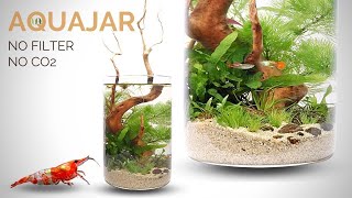 Building a Planted Aquajar no filter no CO2 Walstad style aquarium [upl. by Krispin563]