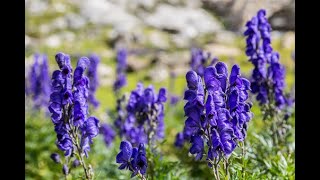 Farming  Cultivation of Medicinal Plants Expensive Aconitum heterophyllumअतिस खेति नेपालमा ATIS [upl. by Nodnar636]