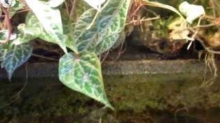 View inside Riparium Terrarium for philippine Waterskink Tropidophorus grayi [upl. by Yehudit]