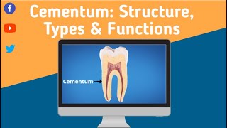 Cementum Structure Types and Functions [upl. by Kho]