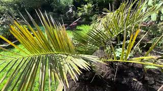 Butia eriospatha amp Jubaea chilensis in Manchester [upl. by Aisaim]