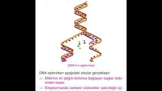 DNA MİTOZ BÖLÜNME VE MAYOZ BÖLÜNME ŞİİR [upl. by Oiramad]