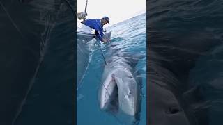 Giant Tiger Shark 1000lb fishing BlacktipH shark fish tigershark ocean caught [upl. by Rundgren615]