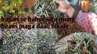 bagaan se bahut sara Mungbeans naga daal mila बागान से बहुत सारा मुंग बीन्स मिला [upl. by Ettedo]