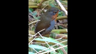 Chucao Tapaculo Sounding Off [upl. by Guss]