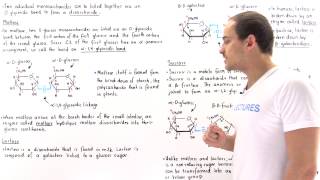 Disaccharides Maltose Lactose and Sucrose [upl. by Ikey]