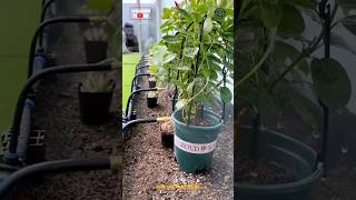 Garden Fogger Irrigation System Installation [upl. by Laenej]