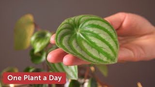 Peperomia argyreia Watermelon peperomia Houseplant Care — 46 of 365 [upl. by Stroud330]