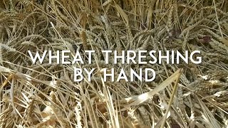 Wheat Threshing and Winnowing by Hand [upl. by Herring]