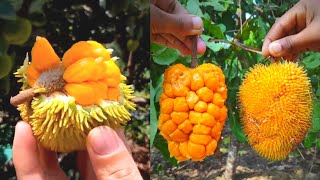 wild Jackfruit Artocarpus hirsutus यह है दुनिया की सबसे छोटे कटहल की वैरायटी जंगली कटहल का पेड़ [upl. by Jerroll867]