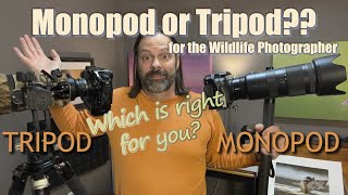 Tripod or Monopod What To Use for Wildlife and Bird Photography [upl. by Freeman371]