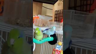 Oh no  Parrotlets fighting 🦜🤣parrotlet birds [upl. by Intyrb]