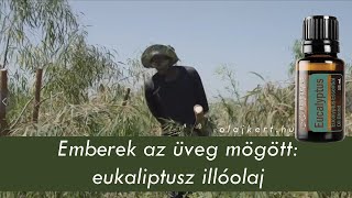 doTERRA eukaliptusz illóolaj beszerzése DélAfrikából [upl. by Gardy]