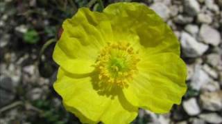 Gelber AlpenMohn Papaver alpinum Eine Diaschau von Karin und Wolfgang Schmökel [upl. by Knowles948]