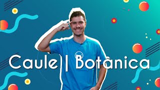 Caule  Botânica  Brasil Escola [upl. by Atinehc]