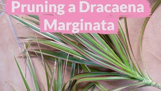 A Dracaena Marginata Needs Pruning How To Do It [upl. by Selyn]