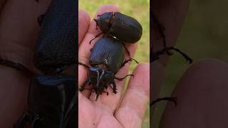 Scarab beetles Strategus 🇨🇷 Costa Rica [upl. by Warfore]