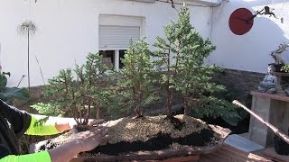 Cómo hacer un bosque bonsai  Plantado en la laja [upl. by Lilybel]