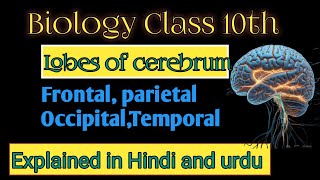 Unlocking the Brain Understanding the Four Lobes of the CerebrumquotExplained in Hindi and urdu [upl. by Yellah]