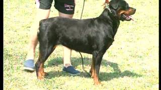 The Rottweiler  Pet Dog Documentary English [upl. by Euqinotna]