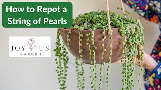 REPOTTING A STRING OF PEARLS PLANT  JoyUsGarden [upl. by Derina]