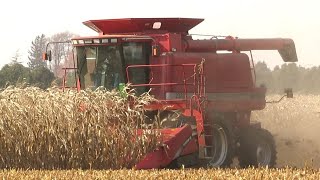 Corn Harvest 2020  Case IH 2388 Axial Flow Combine Harvesting Corn  Ontario Canada [upl. by Dincolo817]