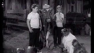 Lassie  Episode 52  quotThe Vetquot  Season 2 26 03041956 [upl. by Ruella]