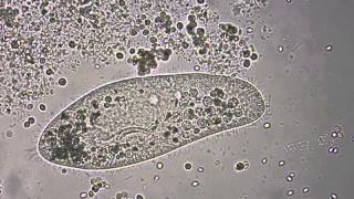 Paramecium under the microscope [upl. by Zahavi389]