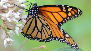 Monarch butterfly eating nectar in flowers [upl. by Azal]